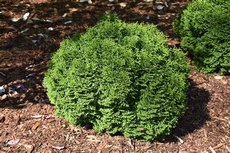 Tater Tot Arborvitae (Thuja occidentalis 'SMNTOBAB') in Milwaukee ...