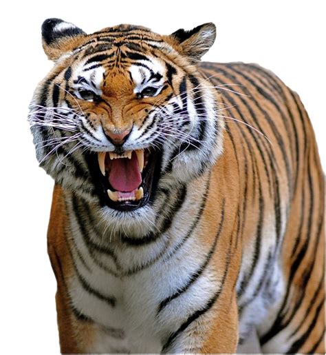 Tiger Roar | PNG All