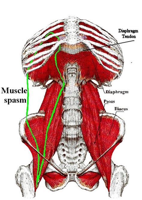 Diaphragm Function | Breathing Patterns | Postural Restoration Institute | David Lasnier Sports ...