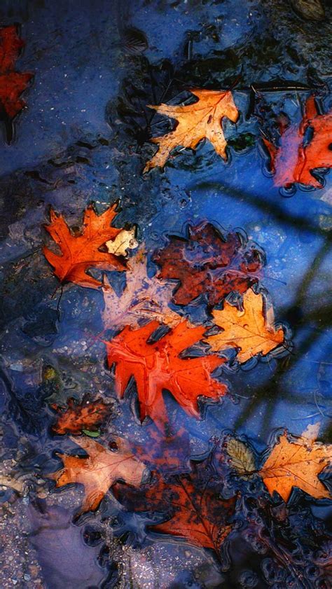 Wallpaper iPhone autumn⚪️ | New wallpaper iphone, Autumn phone wallpaper, Iphone wallpaper ...