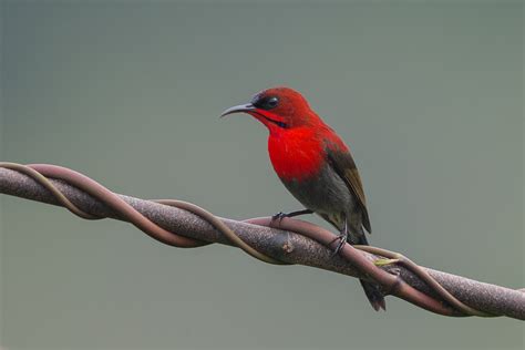 Crimson Sunbird – Birds of Singapore