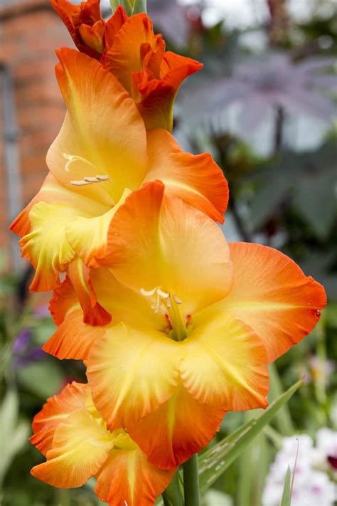 How To Grow Gladiolus And Add Color To Your Garden