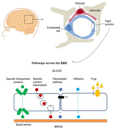 Blood brain barrier, blood brain barrier function & cells