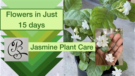 JASMINE Plant Care - How to make Jasmine plant flower in just about 15 days. - YouTube