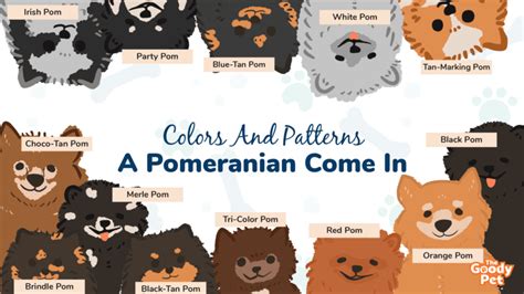 23 Gorgeous Colors And Patterns Of A Pomeranian - The Goody Pet