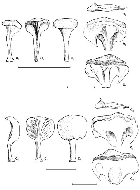 Microsporophylls and megasporophylls.-a, b: Agathis flavescens Ridl. a ...