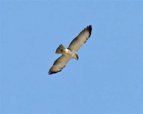 Short-tailed-Hawk photos | Birdspix