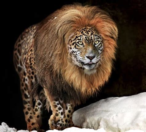 Hybrid Lion Leopard