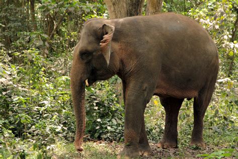 The Sumatran Elephants - Taman Safari Bali