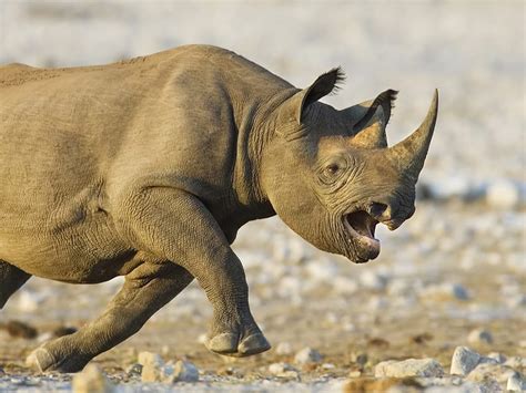 Rhino , Baby Rhinoceros HD wallpaper | Pxfuel