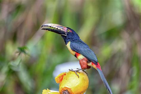 Collared aracari, Pteroglossus torquatus. Bird in the toucan family ...