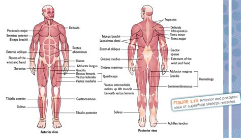 muscle diagram | Human muscular system, Muscular system, Biceps brachii