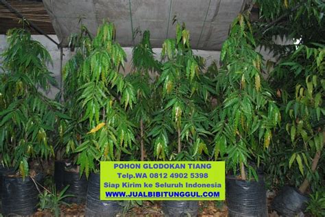 Jual Pohon Glodokan Tiang Terbanggi Lampung