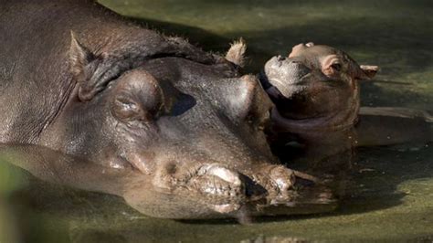 Meet the adorable baby hippo born at Disney's Animal Kingdom - ABC News