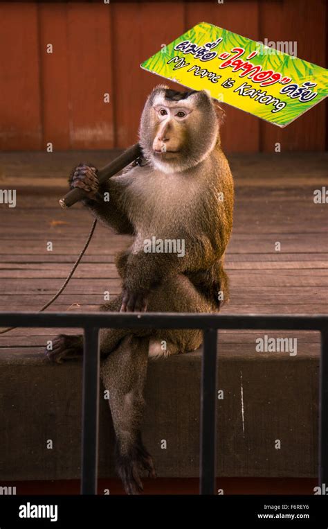 Monkey show in Phuket zoo with umbrella Stock Photo - Alamy