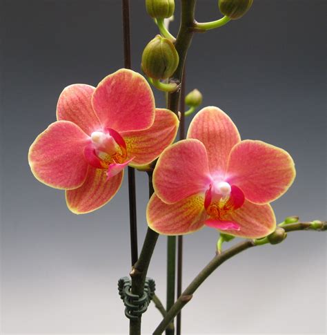 Orchid Flowers for the Administrative Professional | Orchidaceous! Orchid Blog