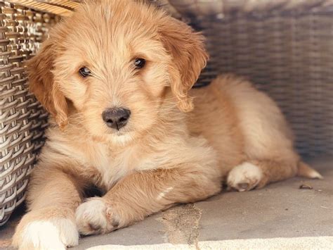 How Long Does Goldendoodle Live? – Pets Bunch