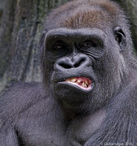 a close up of a gorilla with the caption'girrrrrah