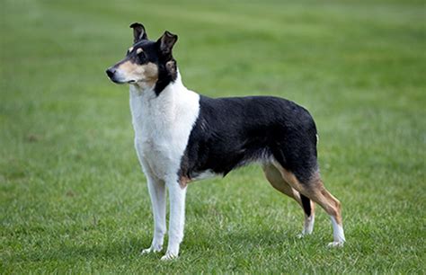 Smooth Collie Dog Breed Information, Puppies & Breeders - Dogs Australia