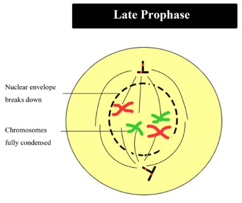 Early Prophase Diagram