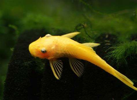 L144a Blue Eye Lemon Bristlenose Pleco (Ancistrus sp.) - Tank-bred!