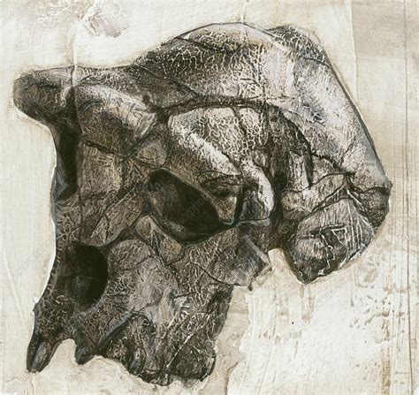 Sahelanthropus tchadensis skull - Stock Image - C011/0657 - Science ...