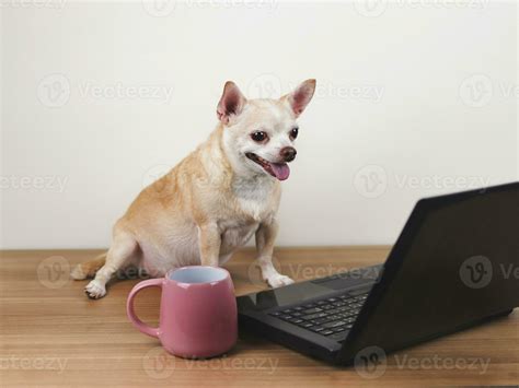 brown short hair chihuahua dog sitting on wooden floor with computer notebook and pink cup of ...