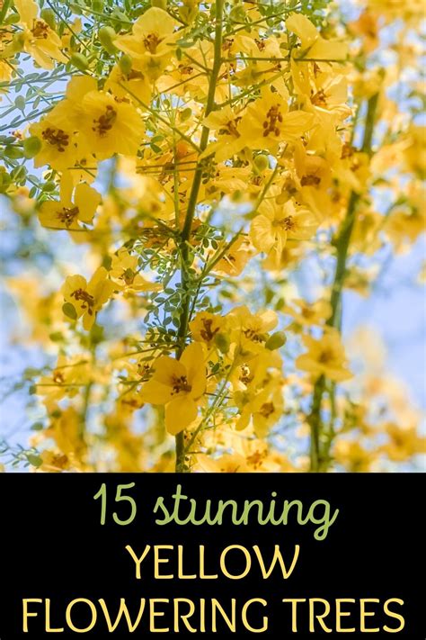 15 Stunning Yellow Flowering Trees For Your Yard