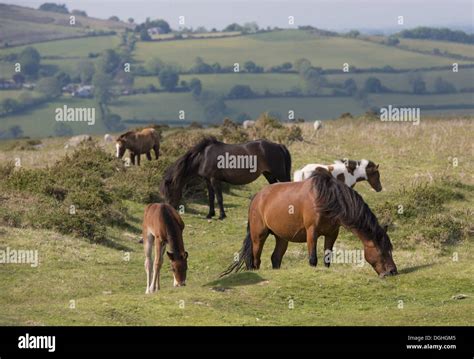 Horse, Dartmoor Pony, mares and foals, grazing on moorland, Dartmoor ...