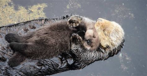 baby otters - Google Search | かわうその赤ちゃん, カワウソ, ラッコ