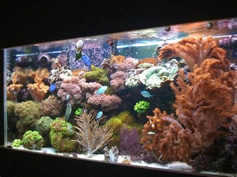 Saltwater and Reef Tank Cycling - RateMyFishTank.com