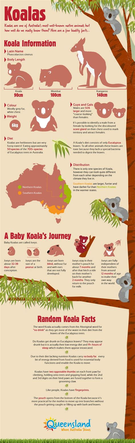 56 best Australia's Cute Animals: Koalas images on Pinterest | Koala ...