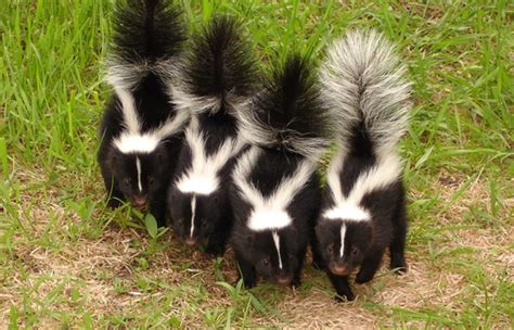 Baby Skunks - Trapper Tails