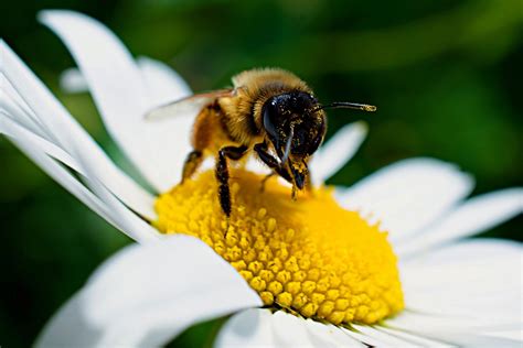 ¿Por qué son importantes las abejas para el planeta? - Energía Hoy