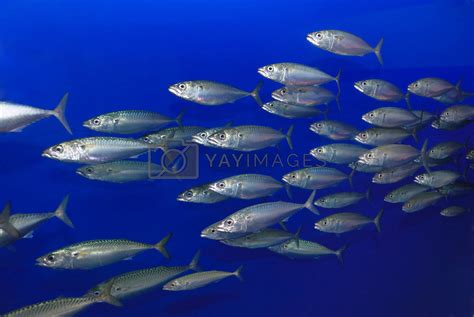 School of Sardines by goldenangel Vectors & Illustrations Free download - Yayimages