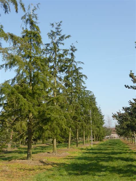 Tsuga heterophylla | Western hemlock - Van den Berk Nurseries