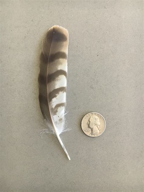 Found this feather in my garden - owl or hawk? : whatsthisbird