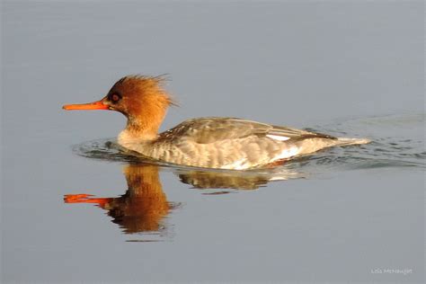 Red-breasted Merganser Female | Red-breasted Mergansers have… | Flickr