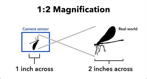 What Is Magnification in Photography?