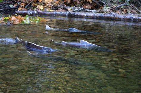 Ketchikan Alaska Fishing: Guide to Salmon Fishing Trip | SalmonRiver.WordPress