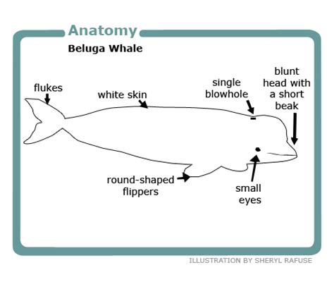 Beluga anatomy | Beluga whale, Whale facts, Beluga