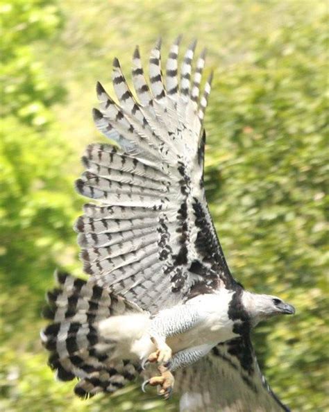 traversbelize.com: Harpy Eagle Update... | Harpy eagle, Birds of prey ...