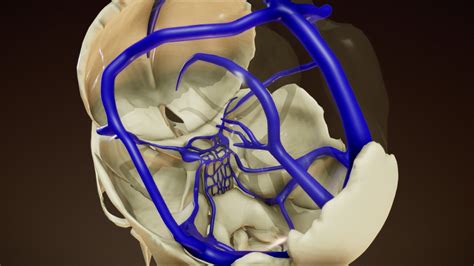 Dural Venous Sinuses - Buy Royalty Free 3D model by Anatomy by Doctor Jana (@docjana) [0783c7b ...