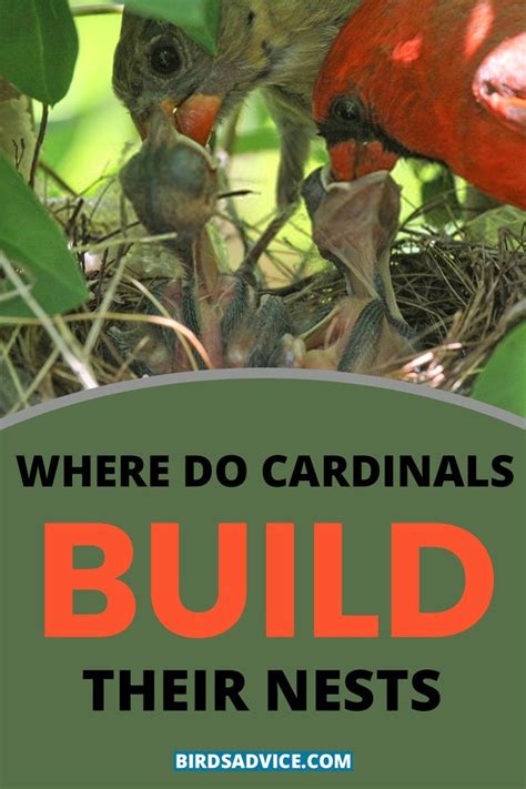 Where Do Cardinals Build Their Nests? Birds Advice in 2024 | Backyard ...