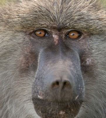 Baboon Closeup - Betty Sederquist Photography