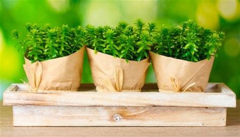 Thyme – The Herb For Your Garden And Kitchen