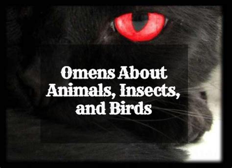 Animal, Insect, and Bird Omens and Their Meanings | Exemplore