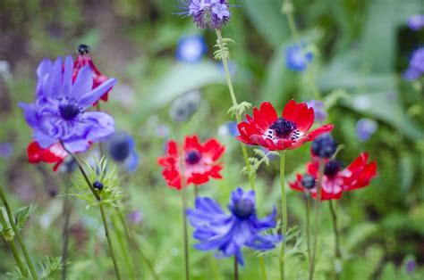 How to Grow and Care for Anemone (Windflower) Plants