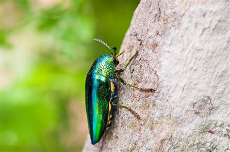 Jewel Beetle - KHAO SOK National Park, Thailand