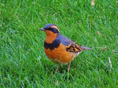 World Beautiful Birds : Varied Thrushes Birds | Interesting Facts ...